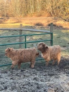Two sheep are standing in a fenced area.
