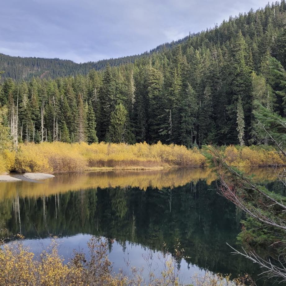 A lake surrounded by trees and grass.
