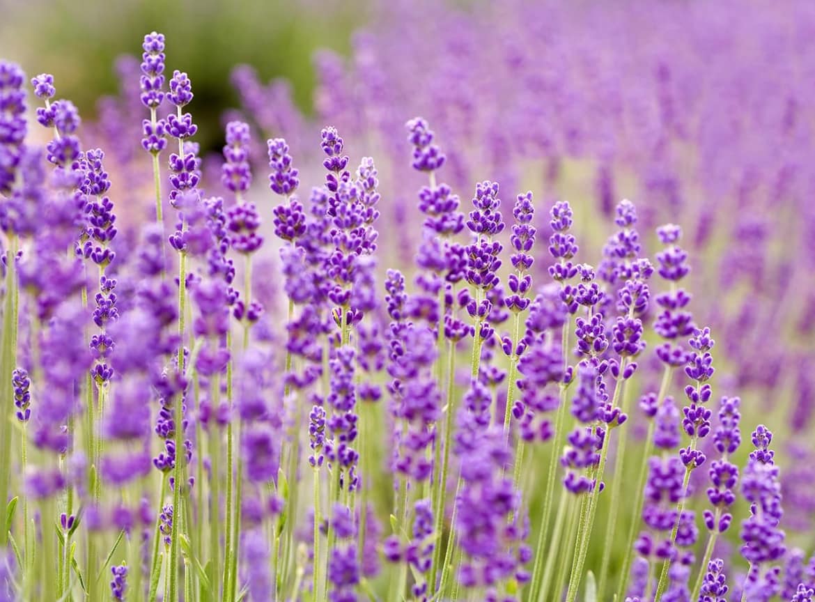 A field of purple flowers in the sun.