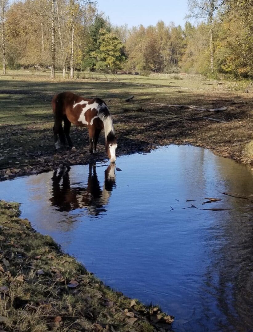 A horse standing in the water near some trees