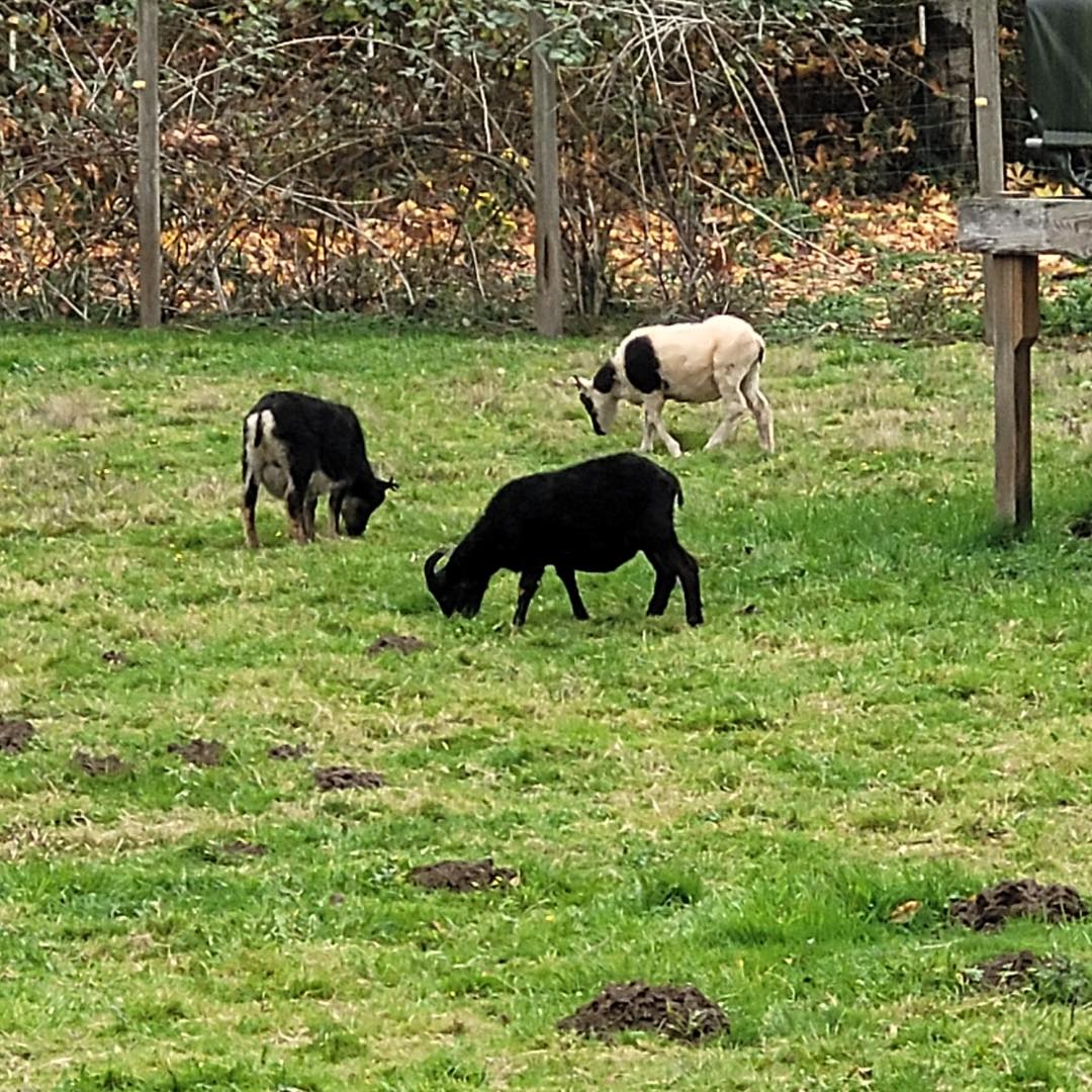 Three sheep grazing in a field of grass.