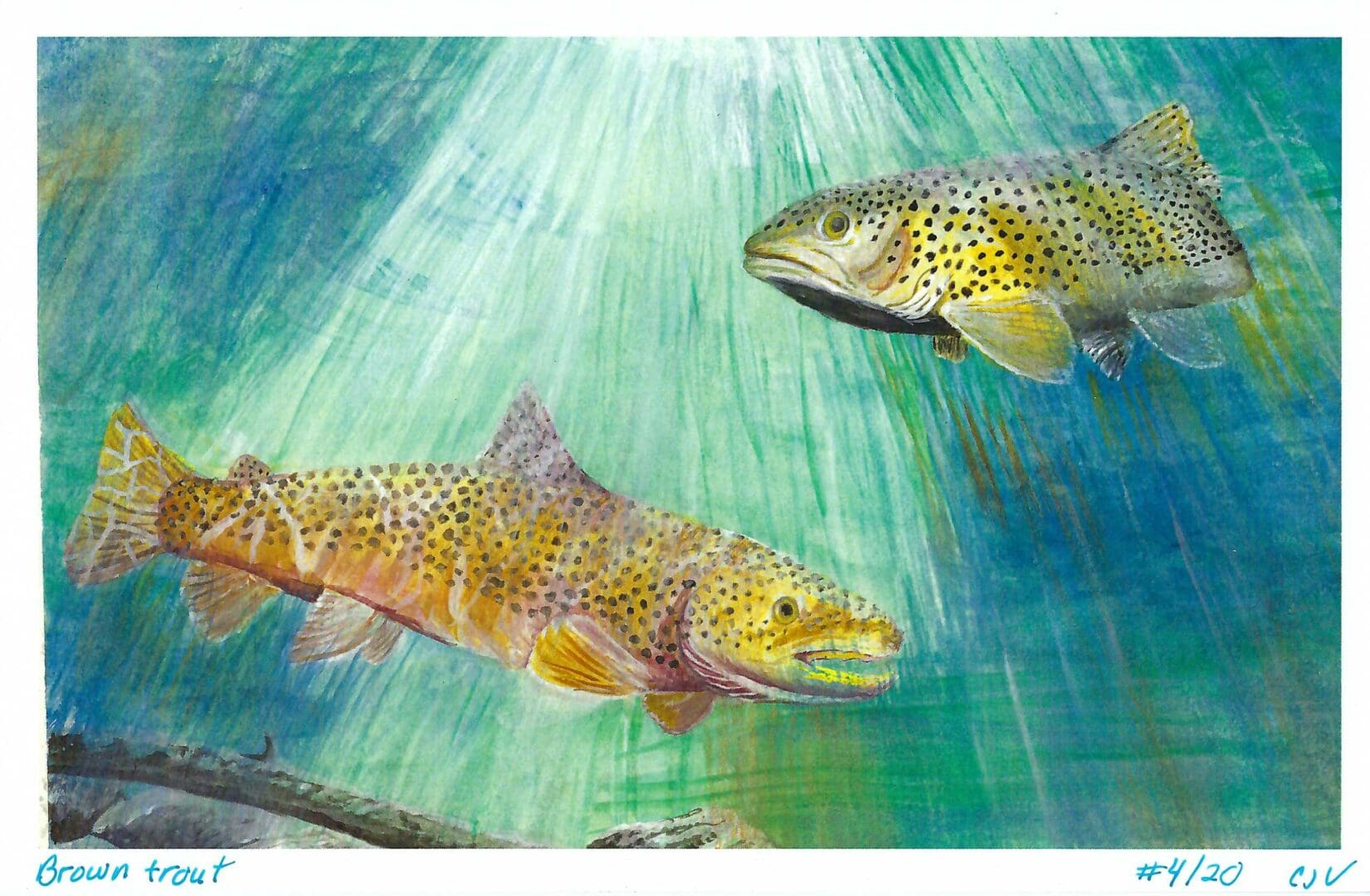Two brown and yellow fish swimming in a body of water.