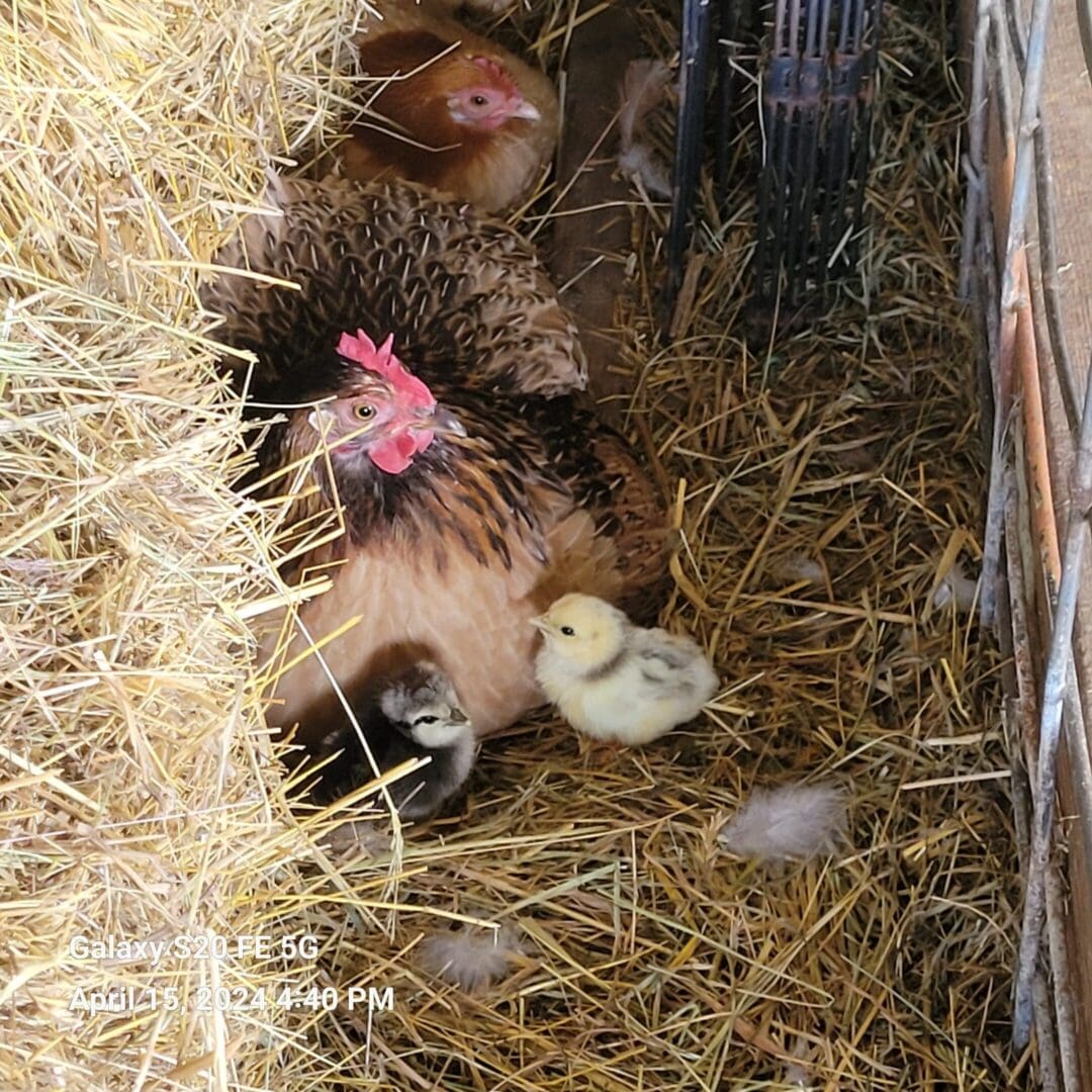 A chicken and ducklings in hay with a fence.