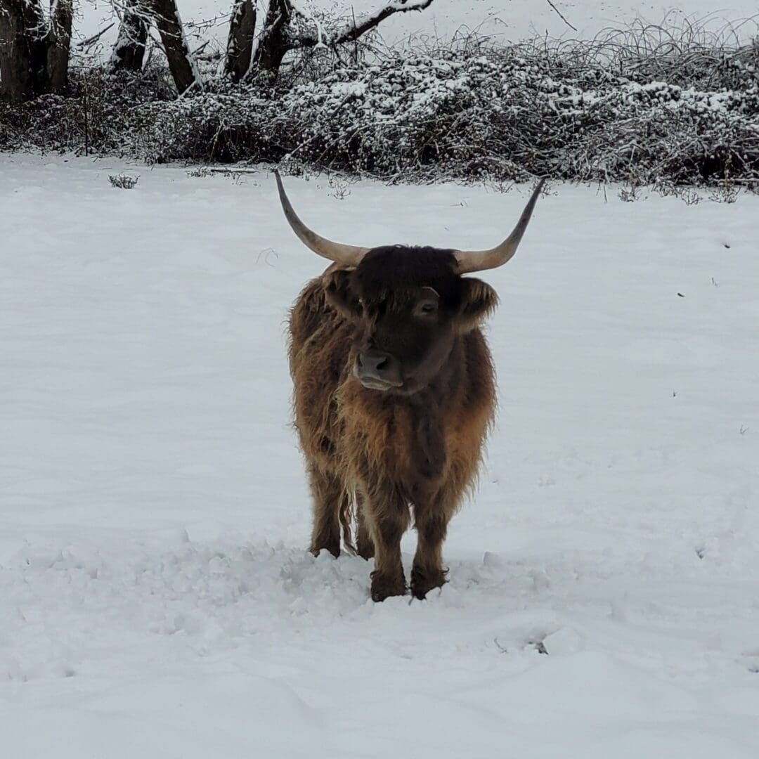 A yak is walking in the snow on a snowy day.
