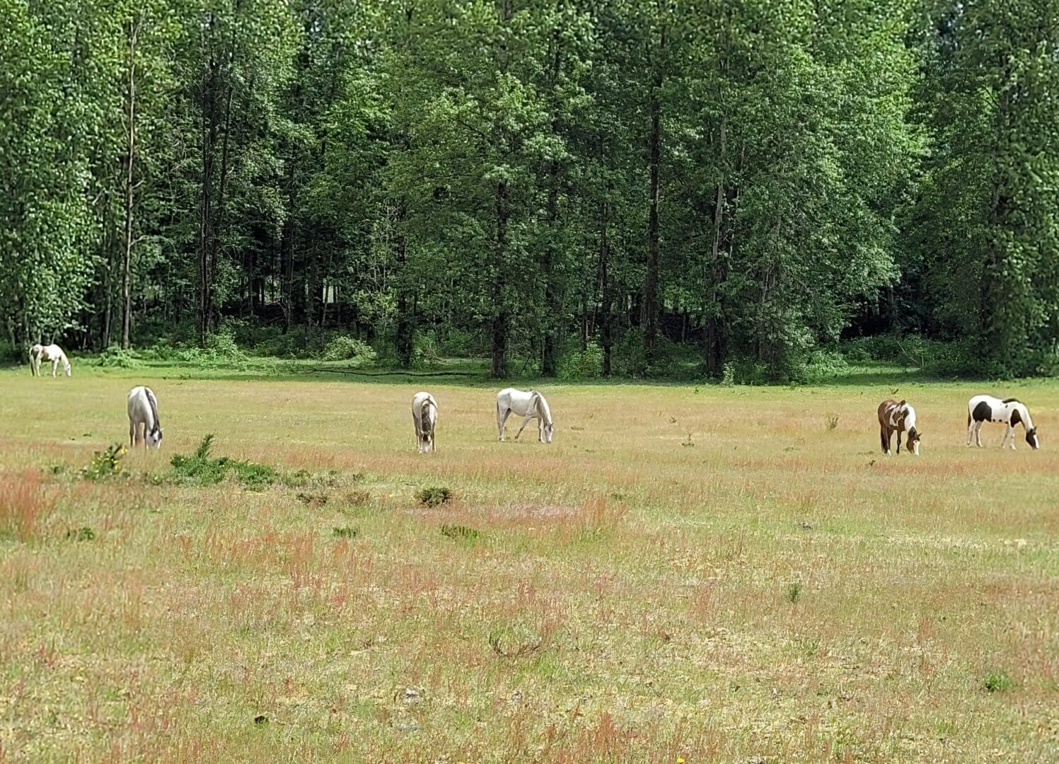 A group of horses grazing in an open field.