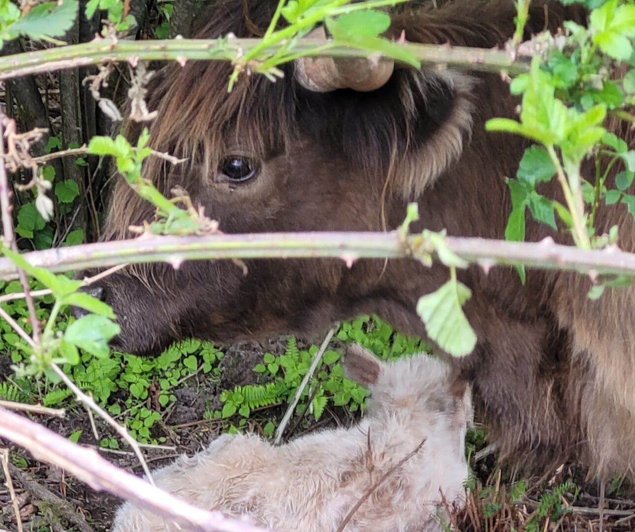 A brown bear hiding behind some trees