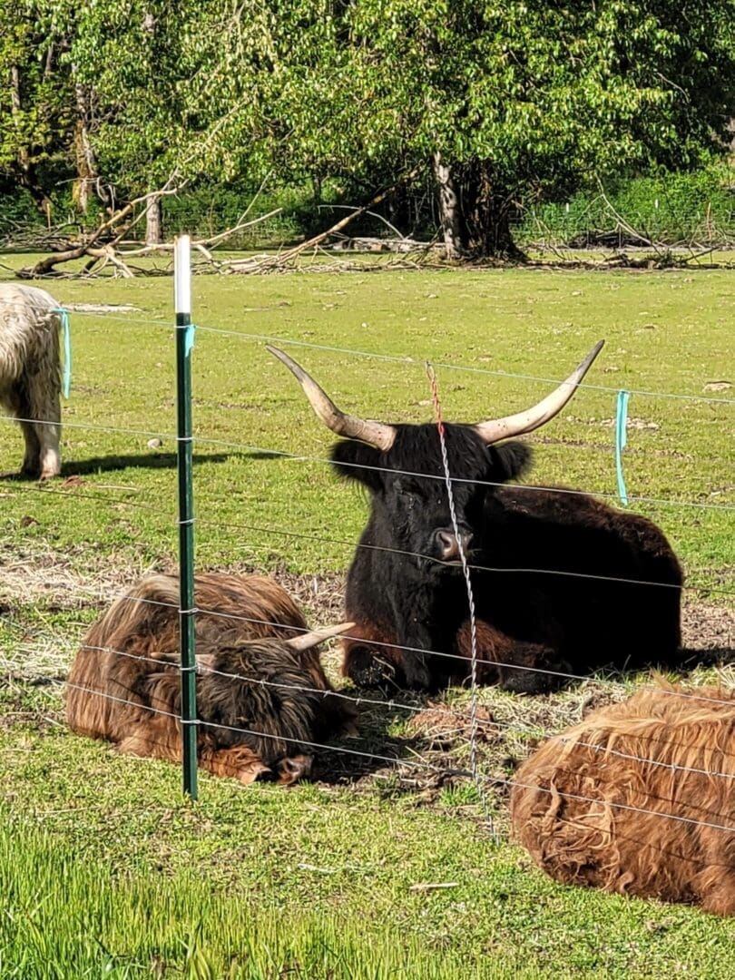 A bull and two cows in the grass.
