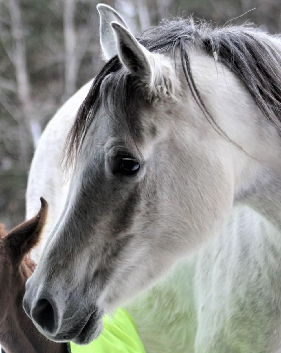 A white horse with its head on the ground